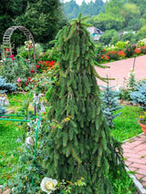 Picea abies 'Inversa', Trauer-Hängefichte 'Inversa' im Onlineshop der Bohlken Baumschulen