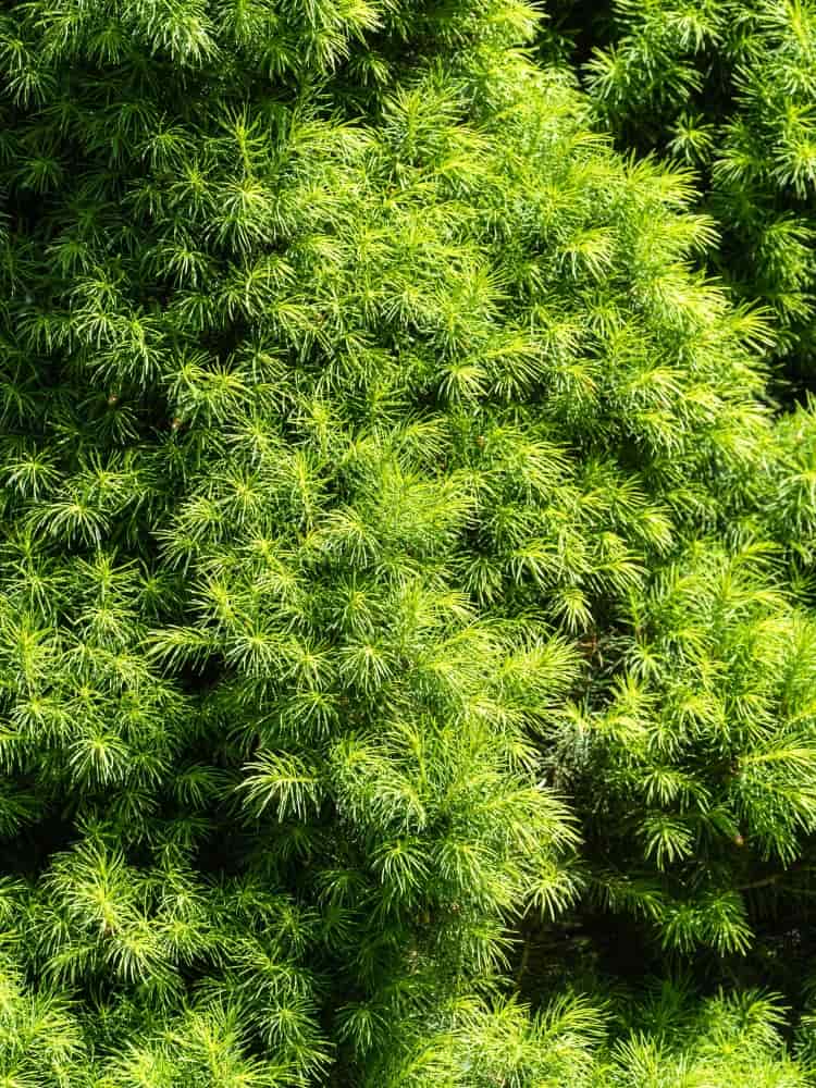 Picea glauca 'Conica Perfecta', Zwerg-Zuckerhutfichte 'Conica Perfecta' im Onlineshop der Bohlken Baumschulen