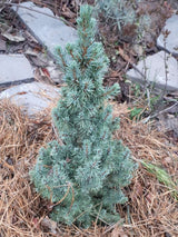 Picea glauca 'Sander's Blue', Blaue Zuckerhutfichte 'Sander's Blue' im Onlineshop der Bohlken Baumschulen