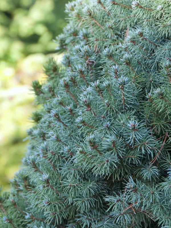 Picea glauca 'Sander's Blue', Blaue Zuckerhutfichte 'Sander's Blue' im Onlineshop der Bohlken Baumschulen