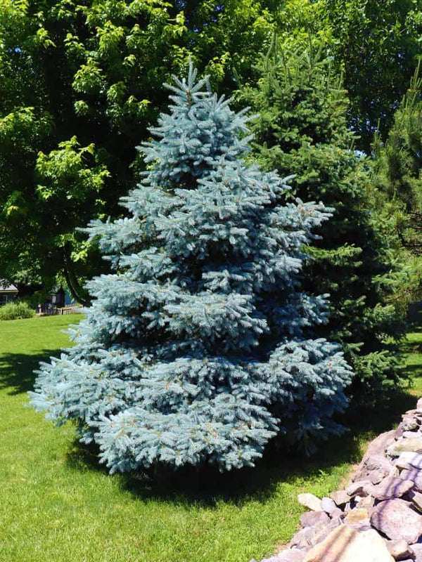 Picea pungens 'Blue Mountain', Blaue Stechfichte 'Blue Mountain' im Onlineshop der Bohlken Baumschulen
