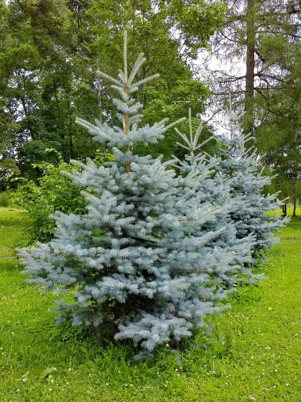 Picea pungens 'Edith', Blaufichte 'Edith' Weihnachtsbaum im Onlineshop der Bohlken Baumschulen