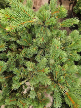Picea pungens 'Lucky Strike', Zapfenfichte 'Lucky Strike' im Onlineshop der Bohlken Baumschulen