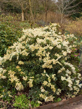 Pieris japonica 'Debutante', Schattenglöckchen 'Debutante' im Onlineshop der Bohlken Baumschulen