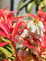 Pieris japonica 'Forest Flame', Schattenglöckchen 'Forest Flame' im Onlineshop der Bohlken Baumschulen