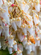 Pieris japonica 'Forest Flame', Schattenglöckchen 'Forest Flame' im Onlineshop der Bohlken Baumschulen