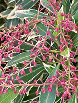 Pieris japonica 'Polar Passion' ®, Schattenglöckchen 'Polar Passion' ® im Onlineshop der Bohlken Baumschulen