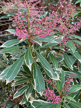 Pieris japonica 'Polar Passion' ®, Schattenglöckchen 'Polar Passion' ® im Onlineshop der Bohlken Baumschulen
