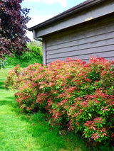 Pieris japonica 'Red Mill', Schattenglöckchen 'Red Mill' im Onlineshop der Bohlken Baumschulen