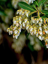 Pieris japonica 'Red Mill', Schattenglöckchen 'Red Mill' im Onlineshop der Bohlken Baumschulen