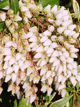Pieris japonica 'Variegata', Schattenglöckchen 'Variegata' im Onlineshop der Bohlken Baumschulen