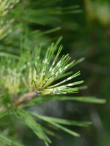 Pinus densiflora 'Oculus-draconis', Japanische Drachenaugen-Kiefer 'Oculus-draconis' m Onlineshop der Bhlken Baumschulen