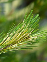 Pinus densiflora 'Oculus-draconis', Japanische Drachenaugen-Kiefer 'Oculus-draconis' m Onlineshop der Bhlken Baumschulen