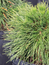 Pinus mugo 'Varella', Berg-Kiefer 'Varella' im Onlineshop der Bohlken Baumschulen