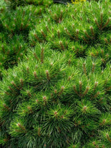 Pinus nigra 'Bambino' ® 'Gaëlle Brégeon', Strauch-Schwarzkiefer 'Bambino' ® 'Gaëlle Brégeon' im Onlineshop der Bohlken Baumschulen