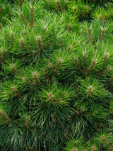 Pinus nigra 'Bambino' ® 'Gaëlle Brégeon', Strauch-Schwarzkiefer 'Bambino' ® 'Gaëlle Brégeon' im Onlineshop der Bohlken Baumschulen