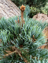 Pinus parviflora 'Negishi', Blaue Mädchenkiefer 'Negishi' im Onlineshop der Bohlken Baumschulen