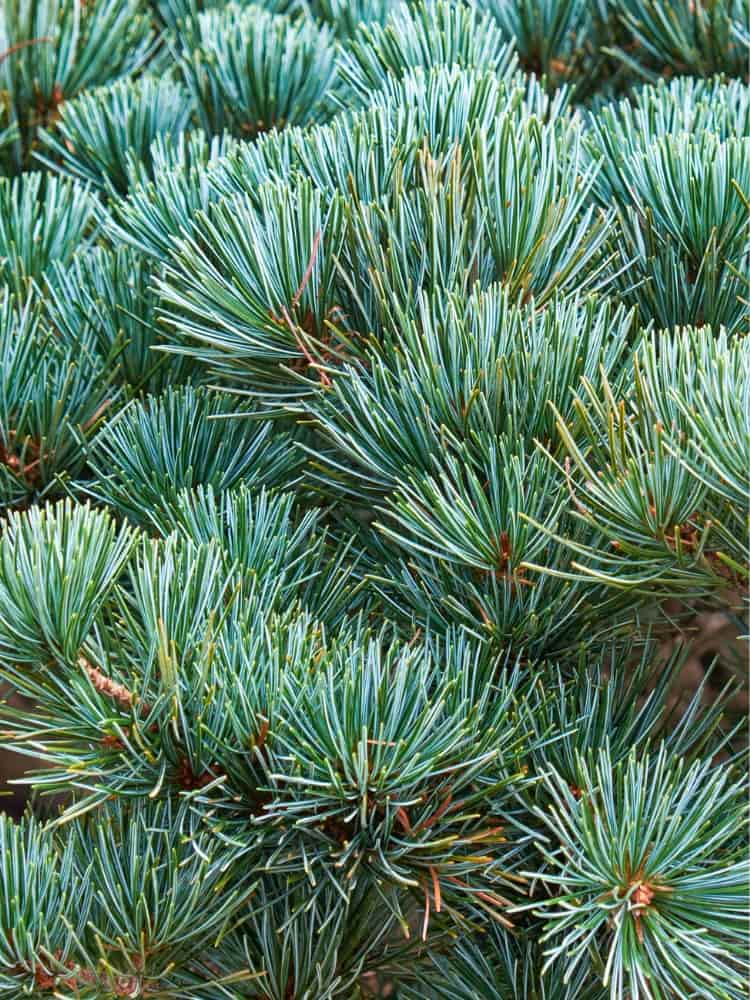 blaue mädchenkiefer bonsai Jetzt Blaue Mädchenkiefer 'Negishi' online kaufen bei Bohlken  Pflanzenversand – Bohlken Pflanzenversand GbR