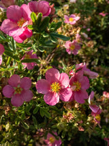 Potentilla fruticosa 'Bellissima' ®, Fingerstrauch 'Bellissima' ® im Onlineshop der Bohlken Baumschulen