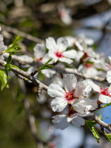 Süßmandel, Prunus amygdalus 'Pfälzer Fruchtmandel' kaufen im Online-Shop der Bohlken Baumschulen