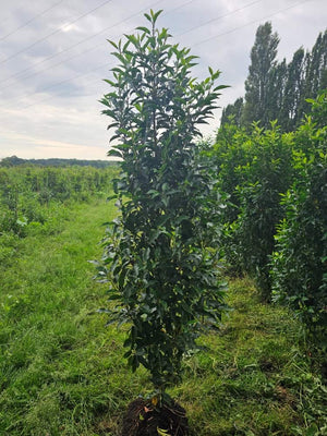 Portugiesischer Kirschlorbeer 'Angustifolia'