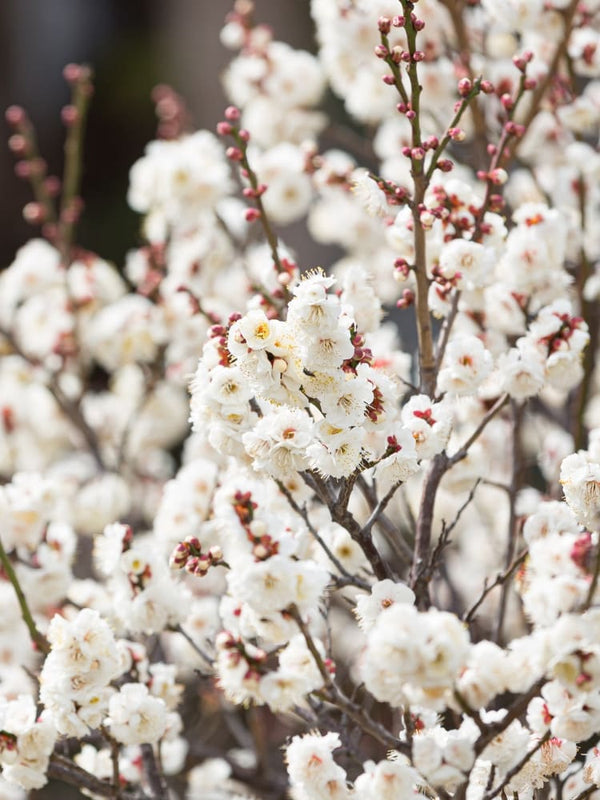 Prunus persica 'Taoflora'® White ('Mintao 2'), Zierpfirsich 'Taoflora' ® White im Onlineshop der Bohlken Baumschulen
