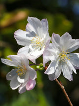 Prunus subhirtella 'Autumnalis', Winterkirsche 'Autumnalis' im Onlineshop der Bohlken Baumschulen