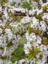 Prunus subhirtella 'Autumnalis', Winterkirsche 'Autumnalis' im Onlineshop der Bohlken Baumschulen
