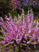 Prunus triloba 'Rosenmund' ®, Mandelbäumchen 'Rosenmund' ® im Onlineshop der Bohlken Baumschulen