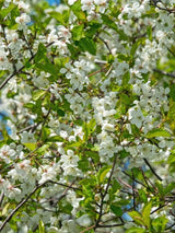Steppenkirsche, Kugelkirsche, Prunus fruticosa 'Globosa' kaufen im Online-Shop der Bohlken Baumschulen