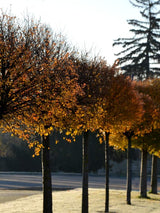 Steppenkirsche, Kugelkirsche, Prunus fruticosa 'Globosa' kaufen im Online-Shop der Bohlken Baumschulen