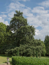 Artikelbild Zerreiche Quercus cerris im Online-Shop der Bohlken Baumschulen