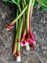 Rheum rhabarbarum 'Victoria' | Rhabarber 'Victoria' im Onlineshop der Bohlken Baumschulen