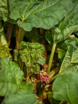Rheum rhabarbarum 'Victoria' | Rhabarber 'Victoria' im Onlineshop der Bohlken Baumschulen