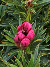 Rhododendron Grazeasy® Dark Pink, im Onlineshop der Bohlken Baumschulen