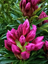 Rhododendron Grazeasy® Dark Pink, im Onlineshop der Bohlken Baumschulen