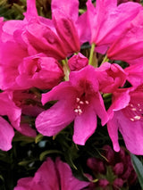Rhododendron Grazeasy® Dark Pink, im Onlineshop der Bohlken Baumschulen