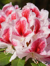 Rhododendron Hybride 'Belami' ®, im Onlineshop der Bohlken Baumschulen