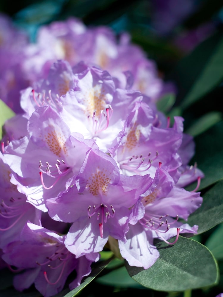 Jetzt Rhododendron 'Catawbiense Grandiflorum' online kaufen bei Bohlken  Pflanzenversand – Bohlken Pflanzenversand GbR