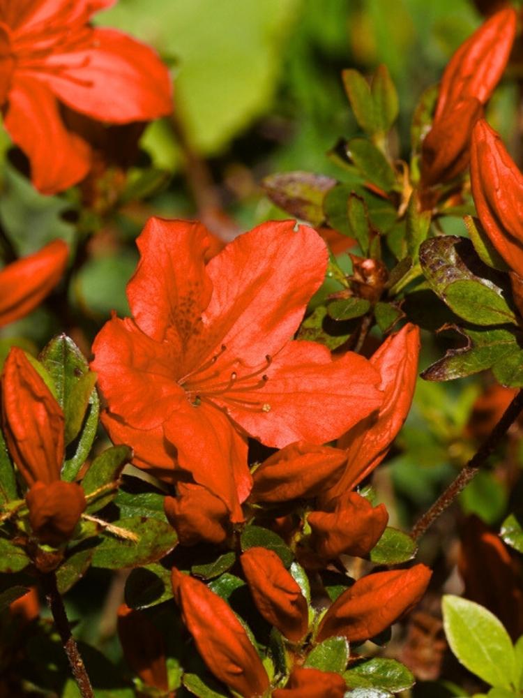 Jetzt Japanische Azalee 'Satschiko' / 'Geisha Orange' online kaufen bei  Bohlken Pflanzenversand – Bohlken Pflanzenversand GbR