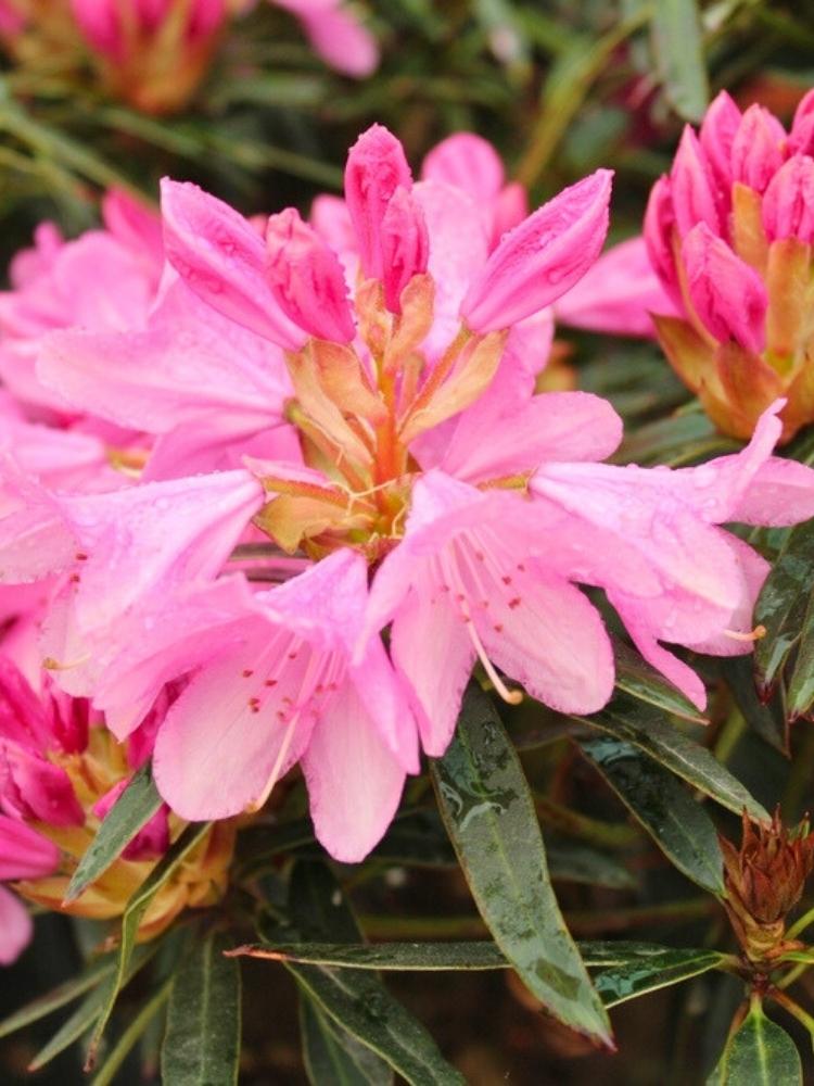 Jetzt Rhododendron 'Graziella' online kaufen bei Bohlken Pflanzenversand   Bohlken Pflanzenversand GbR