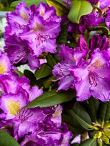 Rhododendron yakushimanum 'Bohlkens Lupinenberg' im Onlineshop der Bohlken Baumschulen
