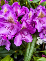 Rhododendron yakushimanum 'Bohlkens Lupinenberg' im Onlineshop der Bohlken Baumschulen