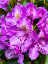 Rhododendron yakushimanum 'Bohlkens Lupinenberg' im Onlineshop der Bohlken Baumschulen