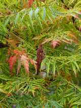 Rhus glabra 'Laciniata', Geschlitzter Essigbaum 'Laciniata' im Onlineshop der Bohlken Baumschulen