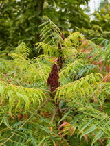Rhus glabra 'Laciniata', Geschlitzter Essigbaum 'Laciniata' im Onlineshop der Bohlken Baumschulen