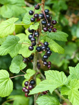 Ribes nigrum 'Silvergieters Schwarze' | Schwarze Johannisbeere im Onlineshop der Bohlken Baumschulen