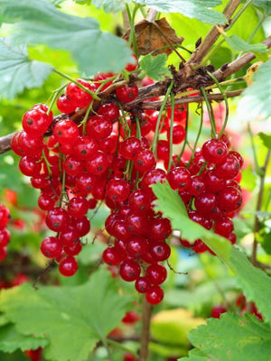 Ribes rubrum 'Rolan', Rote Johannisbeere 'Rolan' im Onlineschop der Bohlken Baumschulen