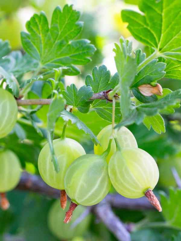 Hellgrüne Stachelbeere 'Invicta' | Ribes uva-crispa 'Invicta' im Onlineshop der Bohlken Baumschulen