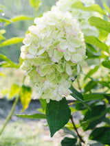 Rispenhortensie 'Bonfire' ® | Hydrangea paniculata 'Bonfire' ® im Onlineshop der Bohlken Baumschulen